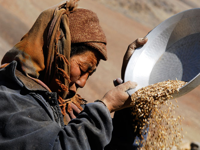 Pendant le vannage de l’orge, on appelle le vent pour séparer le grain de la balle.