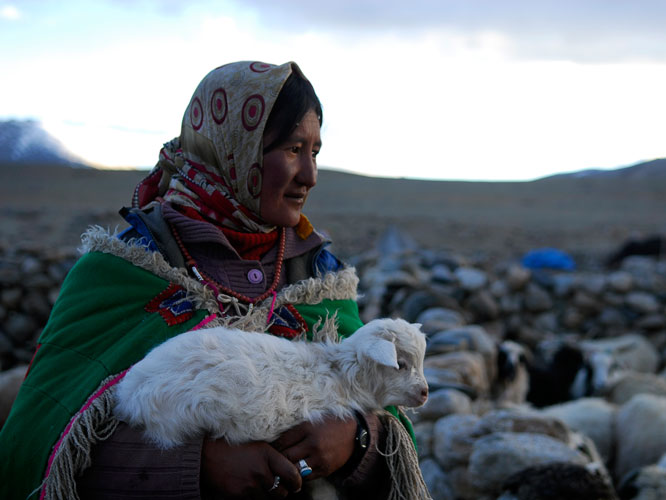 Dholma ramène un chevreau à sa mère. Il faudra attendre qu’il grandisse pour le laisser pâturer avec le reste du troupeau.