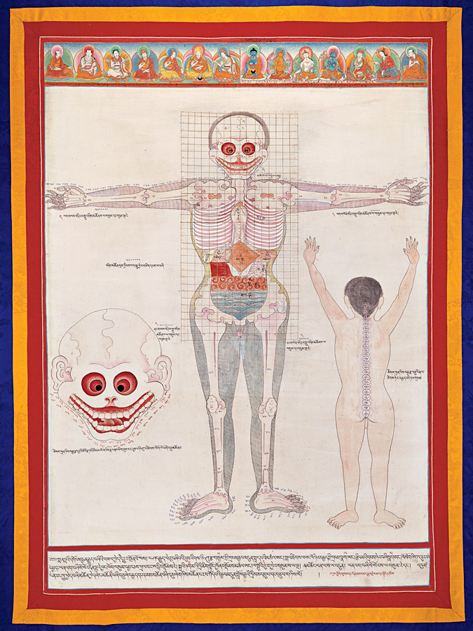 Planche anatomique traditionnelle (homme de face).jpg