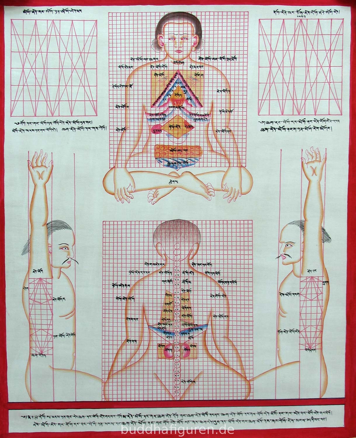 Planche anatomique traditionnelle.jpg