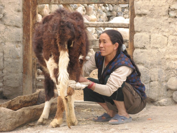 Les vaches ont la taille d'un veau et les veaux la taille d'un chien.jpg