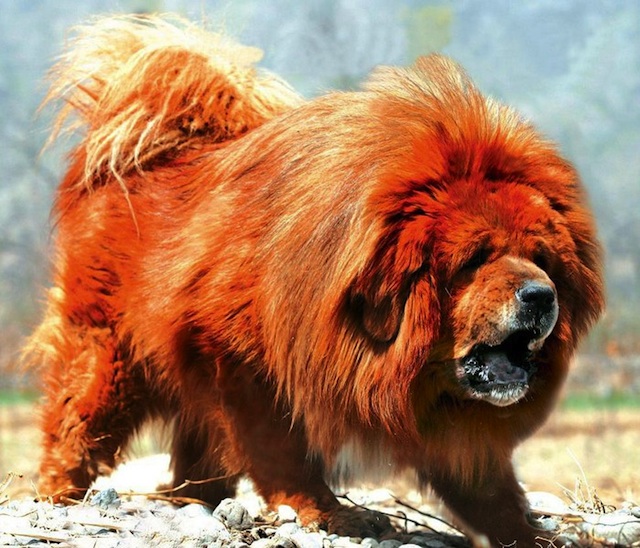 Mastiff tibétain.jpg