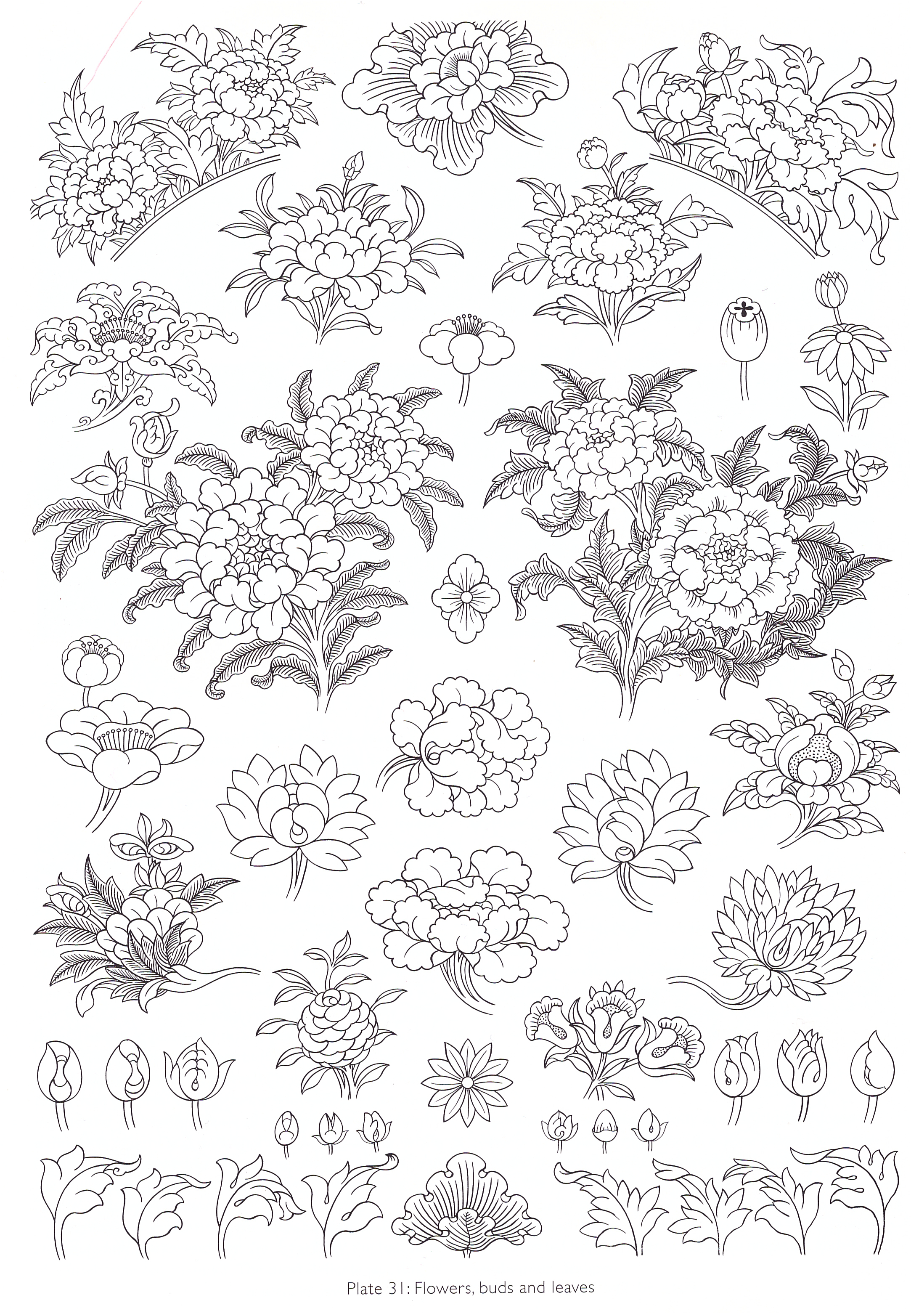 Robert Beer - planche 31 - fleurs, boutons et feuilles.jpeg