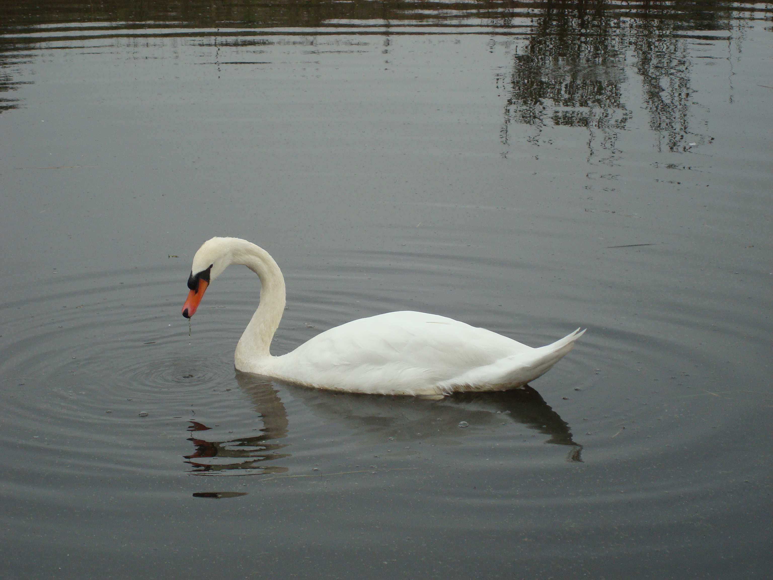 Cygne en Baie de Somme.JPG