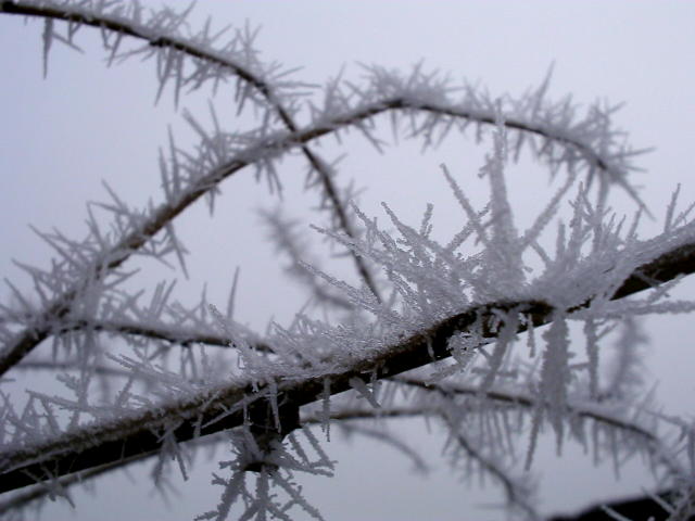 Nature figée.JPG