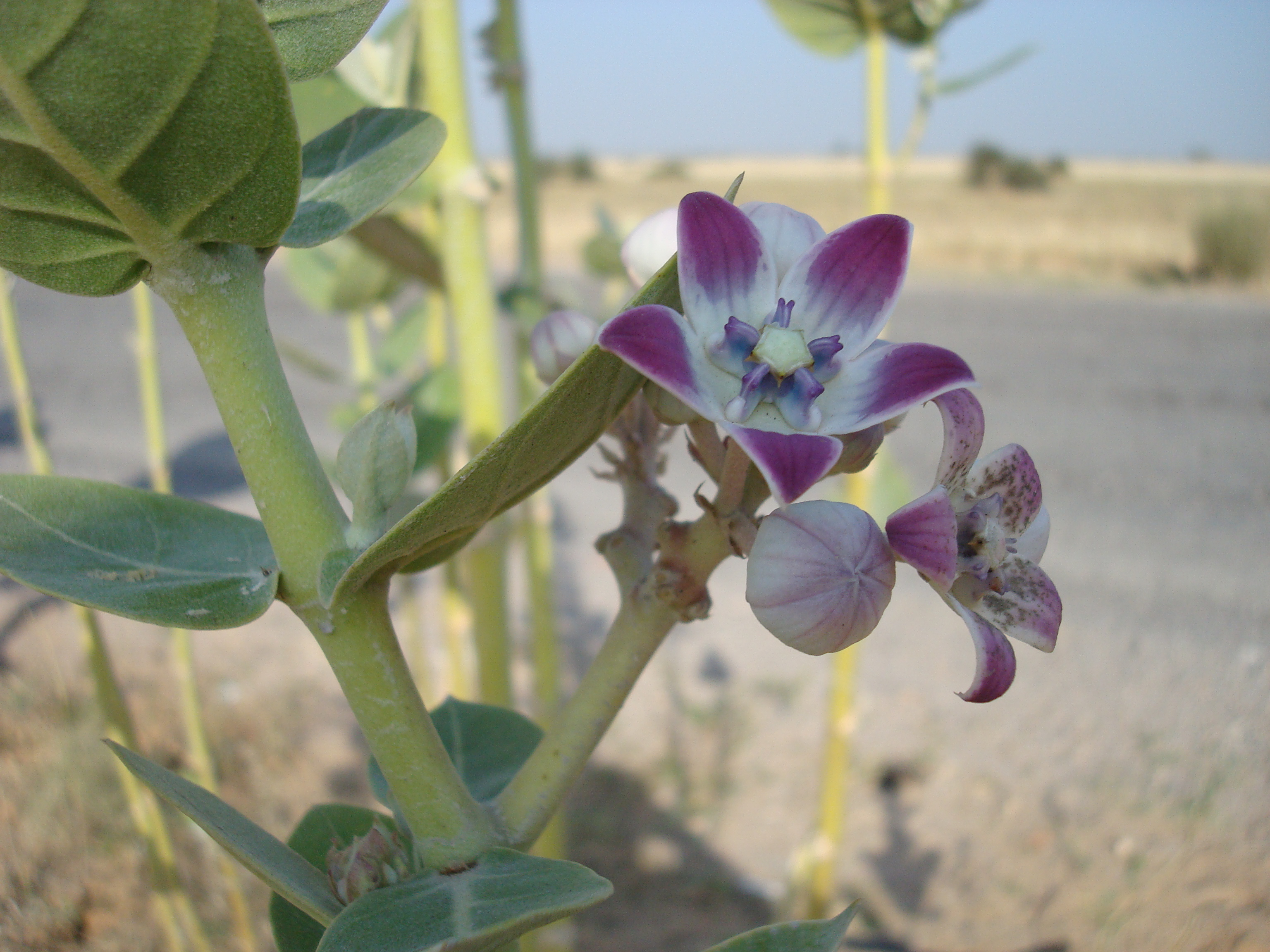 Fleur du désert du Thar