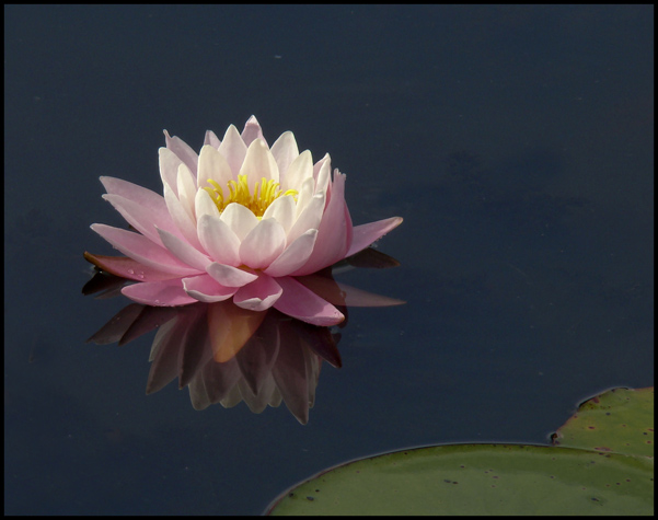 Lotus paisible.jpg
