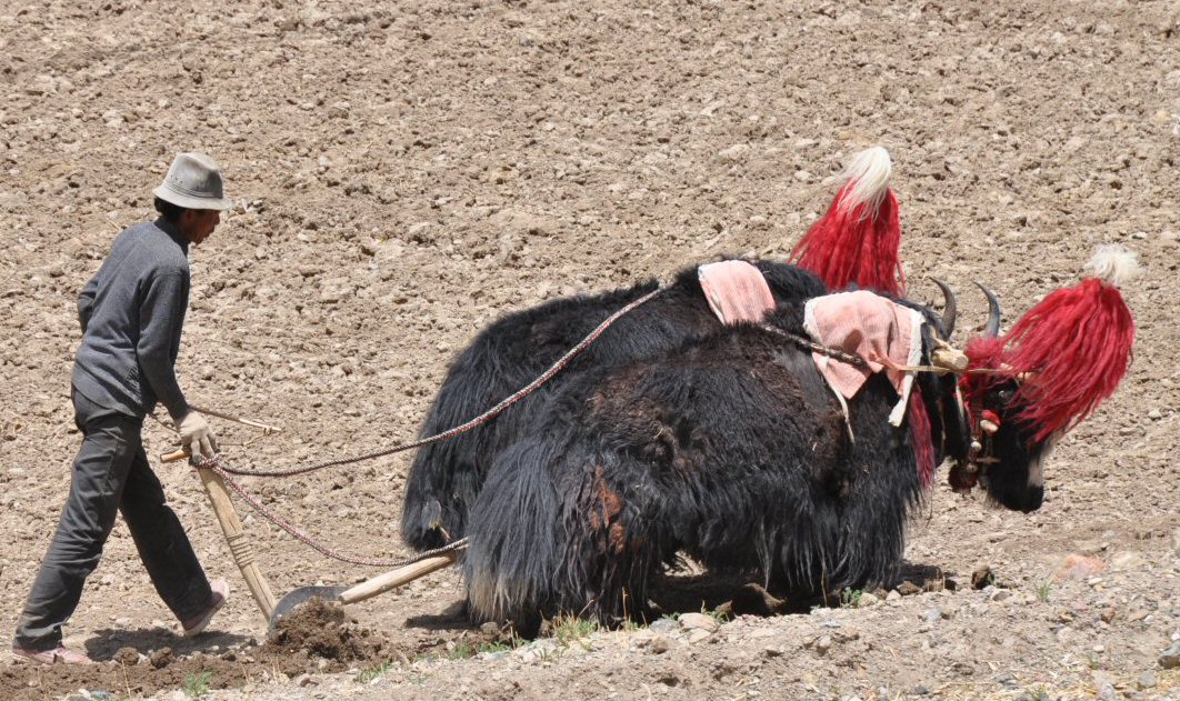 Des yacks en beauté pour favoriser les récoltes...