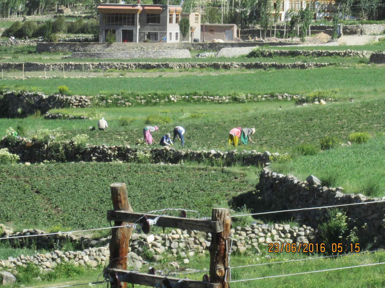 le ladakh peut etre vert également !!!!!