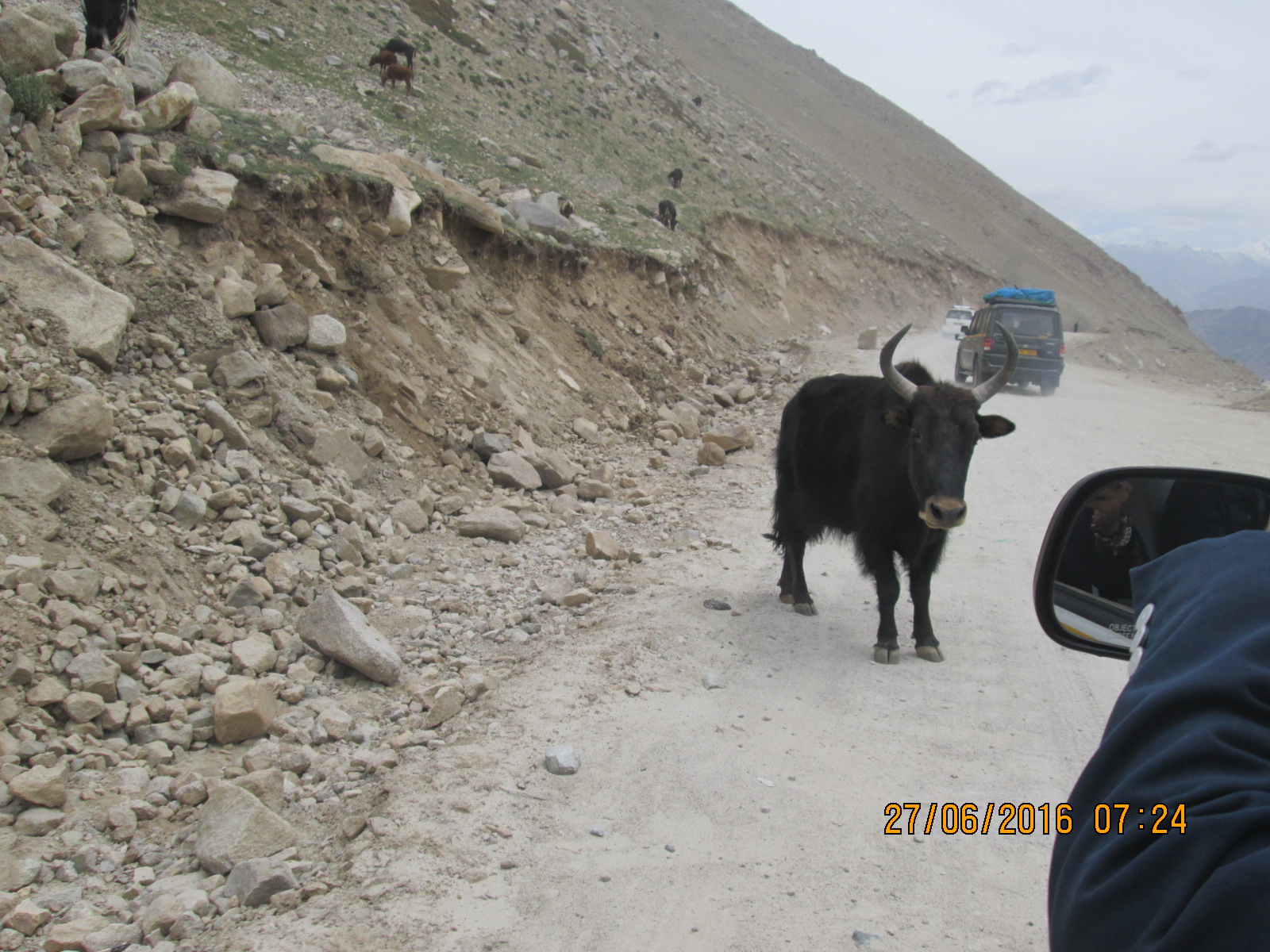 un yack sur la route