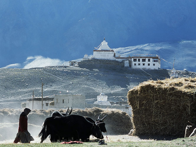 Battage de l’orge dans le village de Pibiting, au centre du Zanskar. Les tours sur l’aire passent lentement sous les sabots des dzo (hybrides de yacks et de vaches).