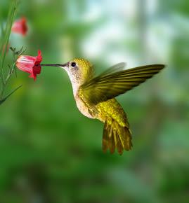 Colibri jaune.jpg