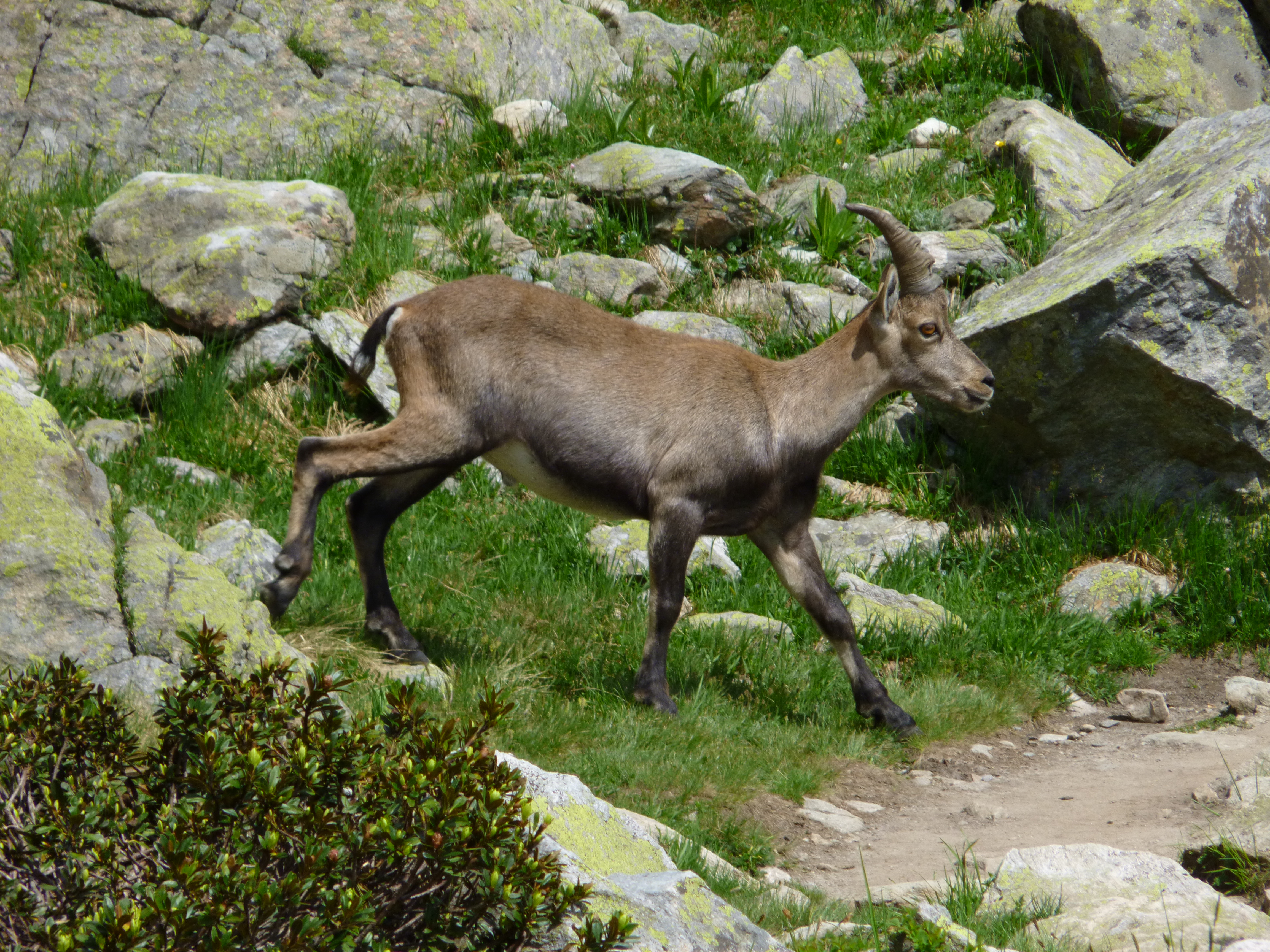 Une jolie rencontre sur le chemin du Lac Blanc (Chamonix)