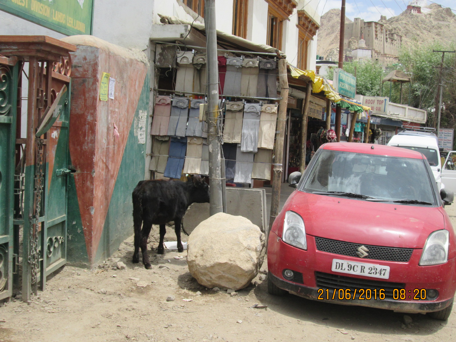 UNE VACHE DANS LA RUE